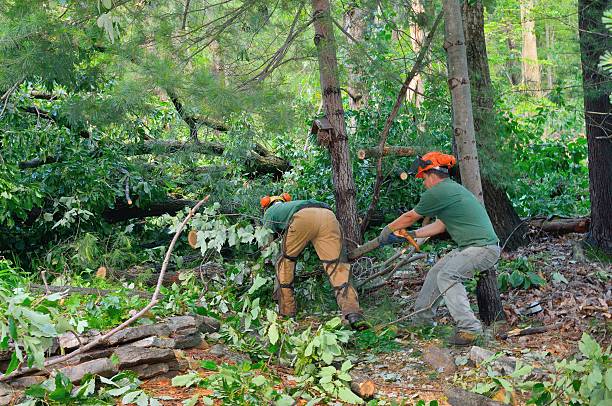 Best Emergency Tree Removal  in Bellaire, OH